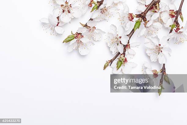 fiori di albicocca su sfondo bianco all'inizio della primavera. - fiore di pesco foto e immagini stock