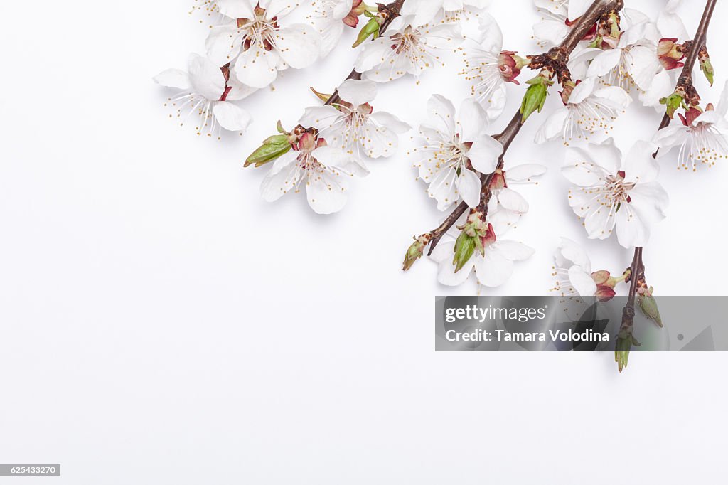 Apricot blossom on white background early spring.