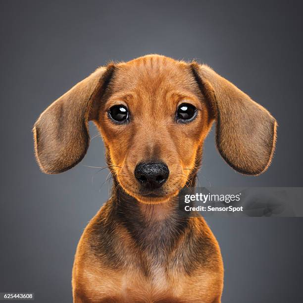 teckel puppy dog portrait - teckel stockfoto's en -beelden