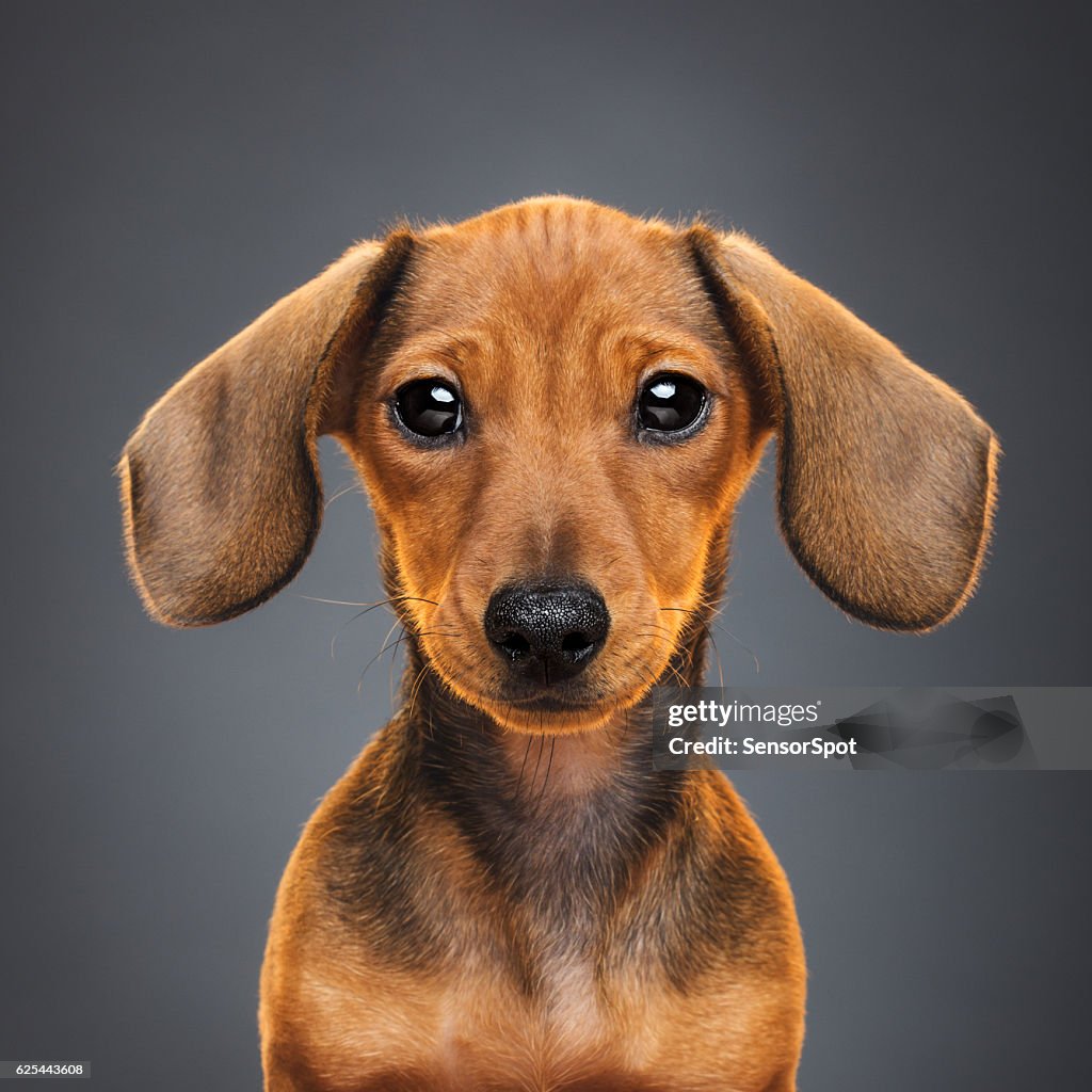 Teckel puppy dog portrait