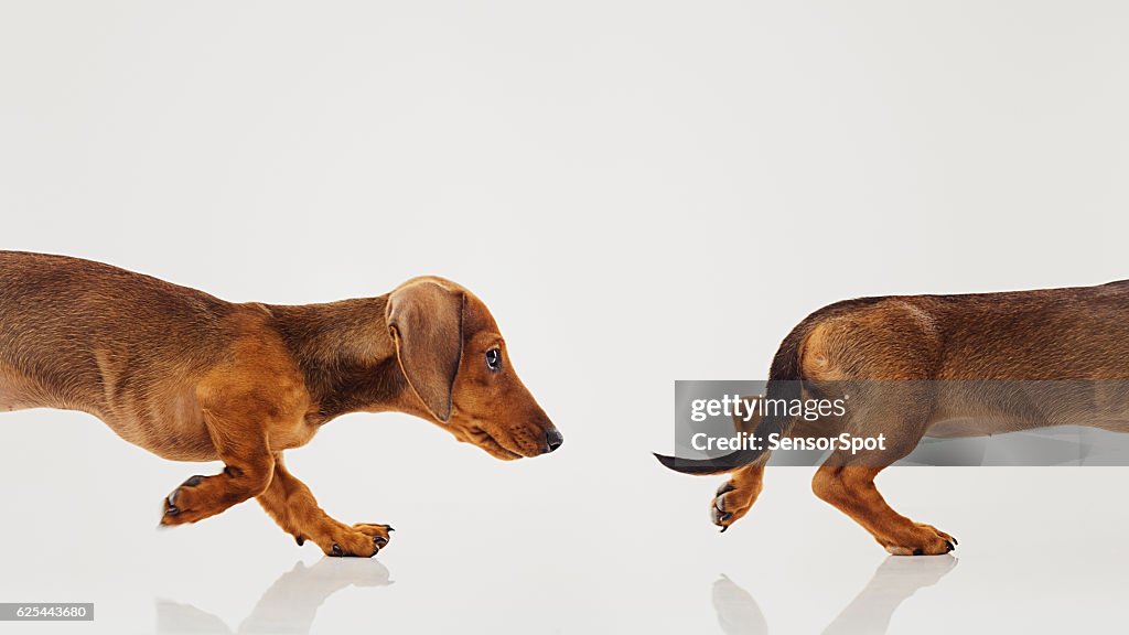 Retrato del perro cachorro de Teckel