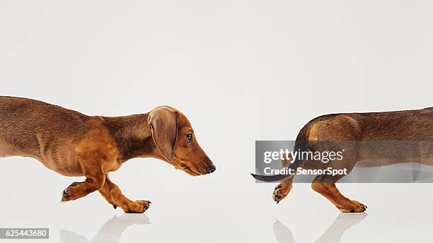 teckel puppy dog portrait - achterpoot stockfoto's en -beelden