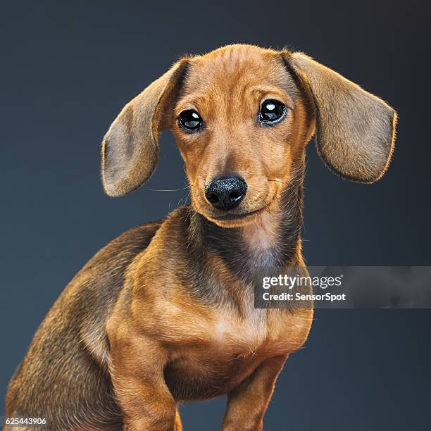 teckel puppy dog portrait - teckel stock pictures, royalty-free photos & images