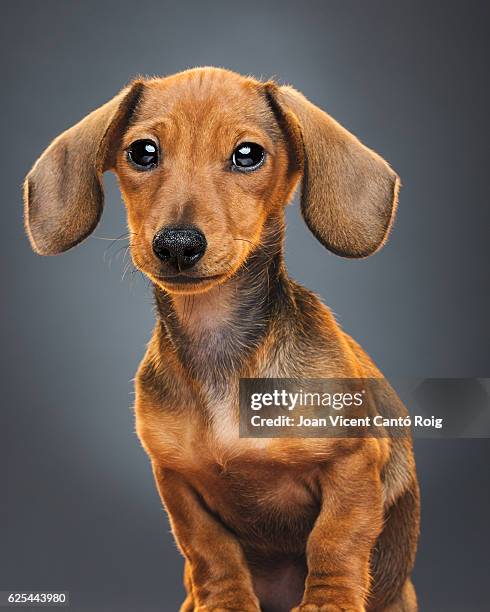 teckel puppy dog portrait - tax bildbanksfoton och bilder