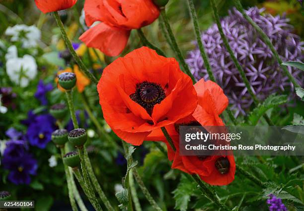 in the summer garden - poppy stock pictures, royalty-free photos & images