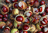 Fallen from the trees chestnuts in the shell.