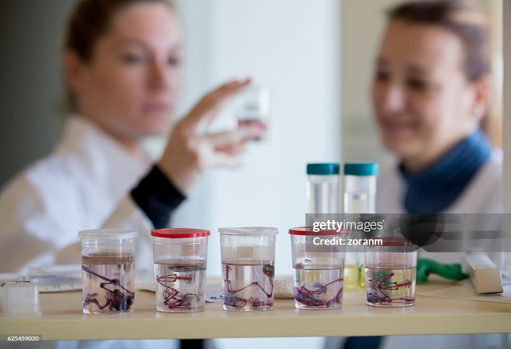Biologist looking at frog skeleton specimen
