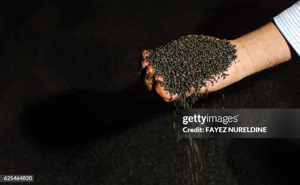 An employee grasps a handful of phosphate granules at a storage facility in the Maaden Aluminium Factory in Ras Al-Khair Industrial area near Jubail...