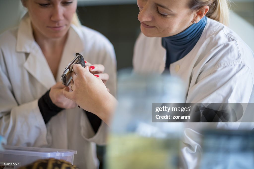 Biologist measuring newt specimen