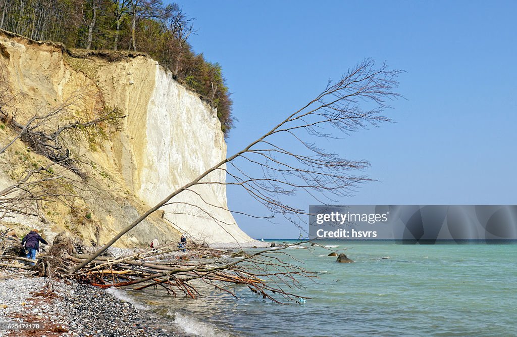 Rugen island in autumn time. chalk rock cliff