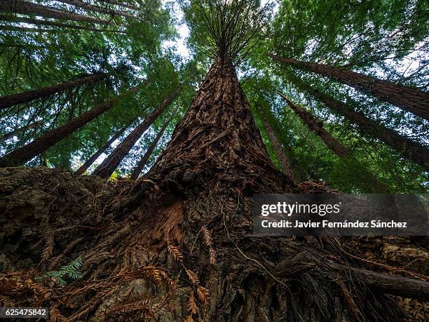 a young forest of sequoias. view from below. - trees low view stock-fotos und bilder