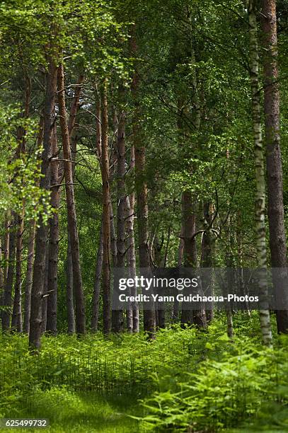 the fontainebleau's forest,seine et marne,ile de france,france - ile de france ストックフォトと画像