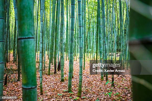 竹林  - 植え込み ストックフォトと画像