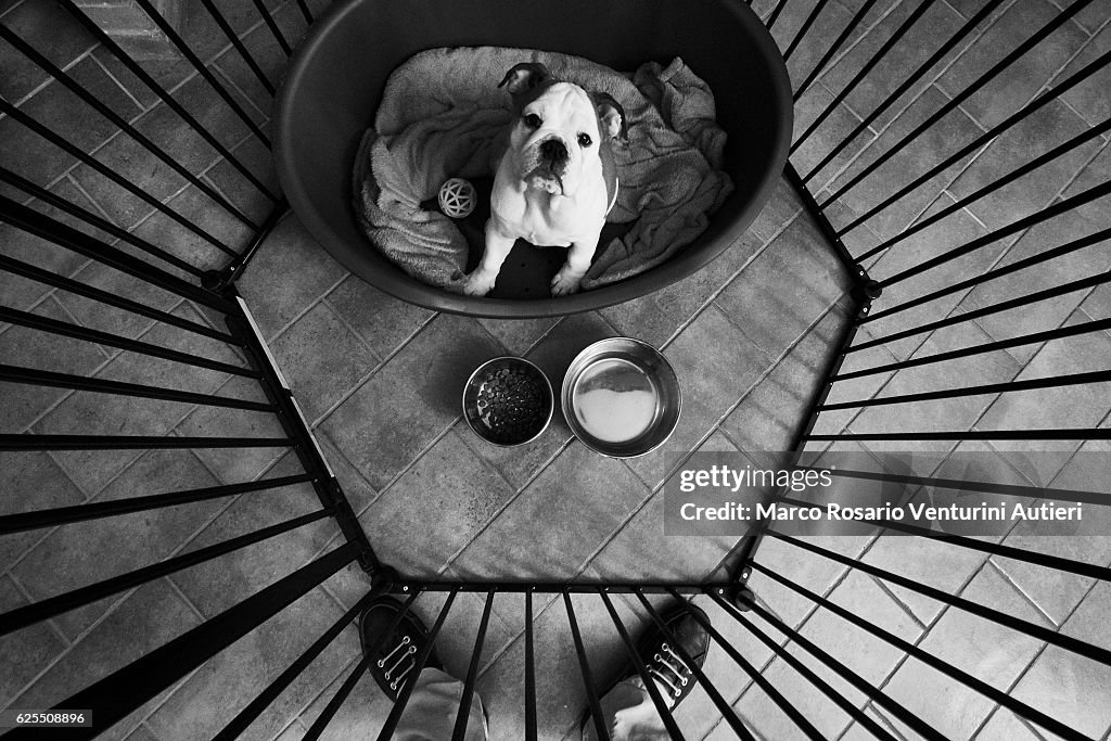 Bulldogge schaut ihren Besitzer zur Fütterungszeit an