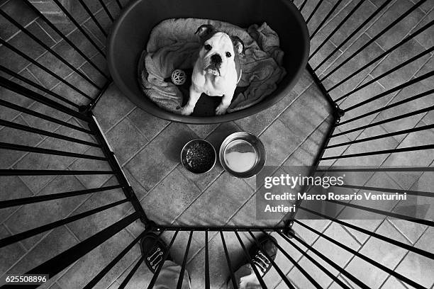 bulldog looks up at her owner at feeding time - animal pen stock pictures, royalty-free photos & images