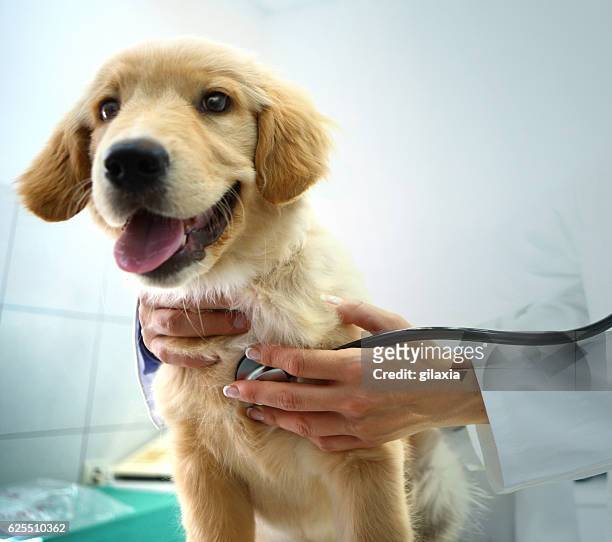 veterinario esaminando il cane. - pets foto e immagini stock