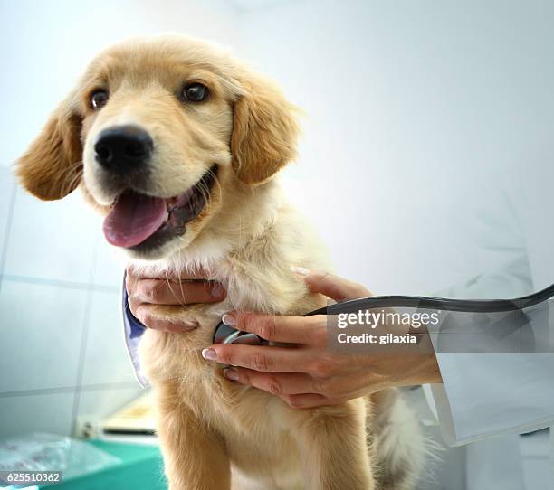 vet examining a dog. - dierenarts stockfoto's en -beelden