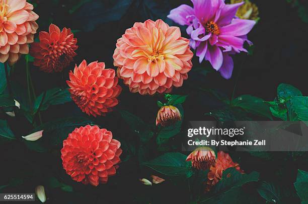 dahlias in bloom - purple petal stock pictures, royalty-free photos & images