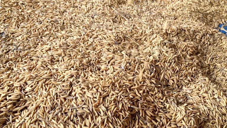 Dwc Rice 239 Pouring Grain Cutout Stock Videos, Footage, & 4K Video Clips ...