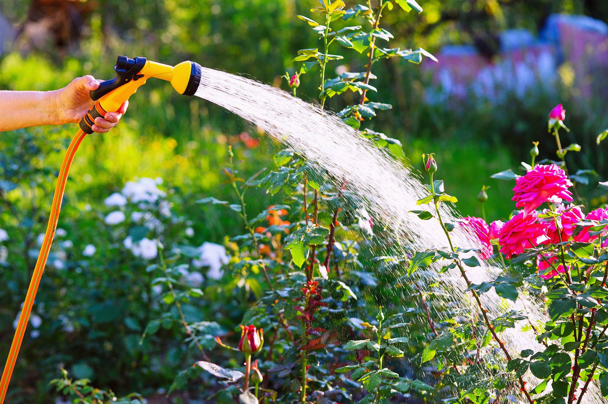 summer watering