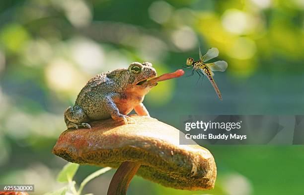 spadefoot toad catching dragonfly - ヒキガエル属 ストックフォトと画像