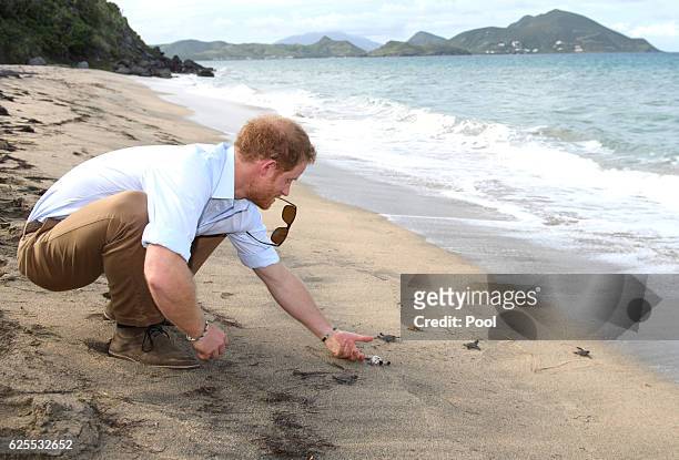 Prince Harry visits the Nevis turtle conservation project on Lover's Beach on the fourth day of an official visit on November 23, 2016 in Nevis,...