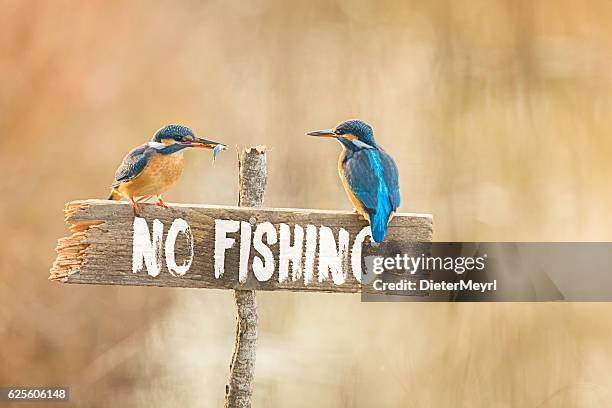 two kingfisher on no fishing sign with fish in beak - kingfisher river stock pictures, royalty-free photos & images