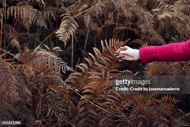 feel the autumn - josemanuelerre stock-fotos und bilder