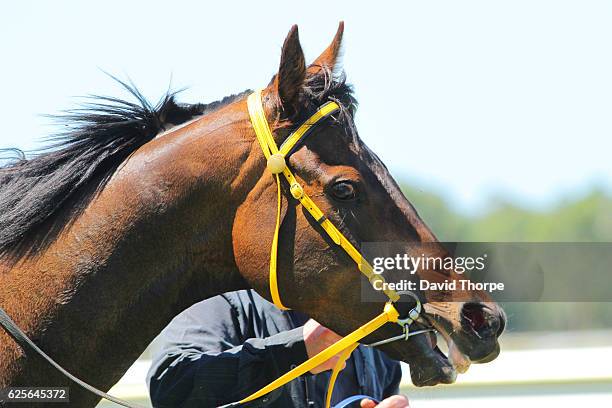 Arachne in the mounting yard after winning White Ribbon â Making Womenâs safety a Manâs issue too BM64 Handicap on November 25, 2016 in Wodonga,...