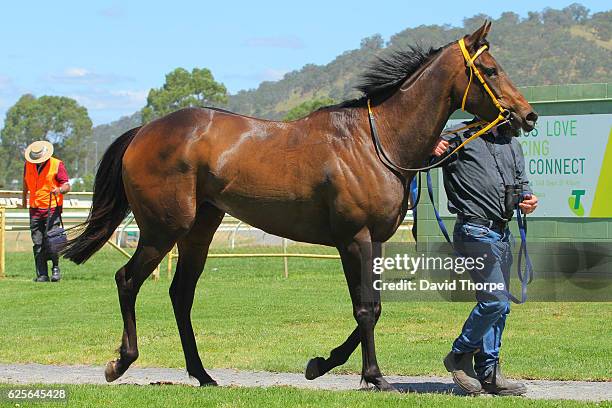 Arachne in the mounting yard after winning White Ribbon â Making Womenâs safety a Manâs issue too BM64 Handicap on November 25, 2016 in Wodonga,...