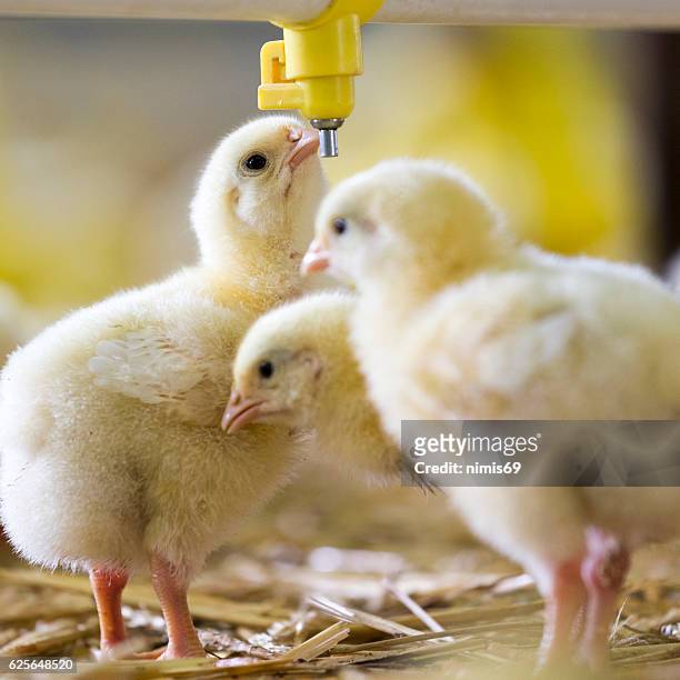 baby chicken at the farm drinking water - hatchery stock pictures, royalty-free photos & images