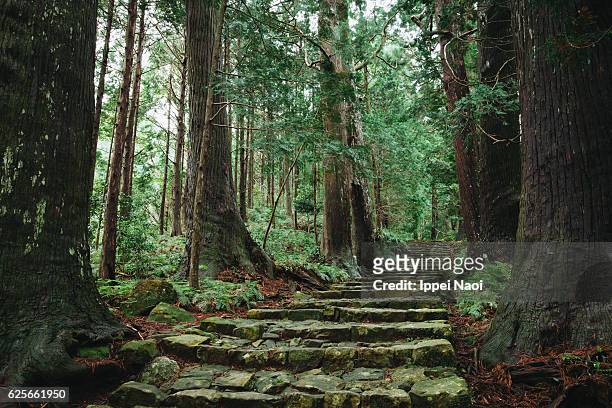 kumano kodo ancient pilgrimage trail in forest, japan - cryptomeria japonica stock pictures, royalty-free photos & images