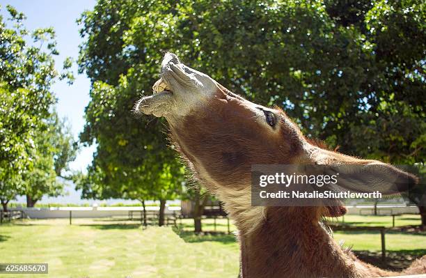 laughing donkey - donkey stock pictures, royalty-free photos & images