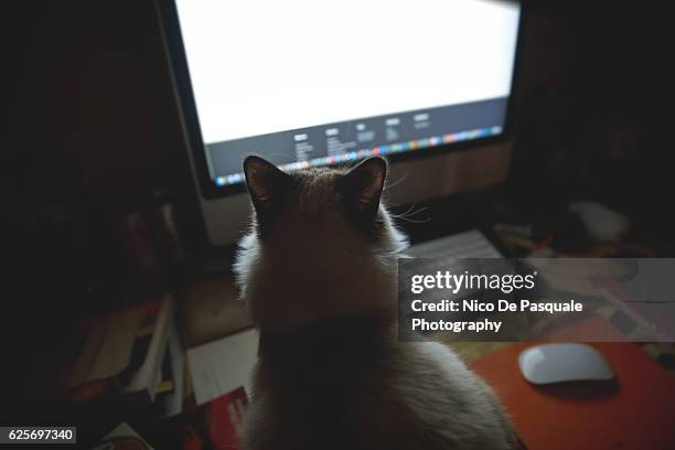 Cat Viewing Computer 5,345 Cat Looking At Computer Stock Photos, High-Res Pictures, and ...