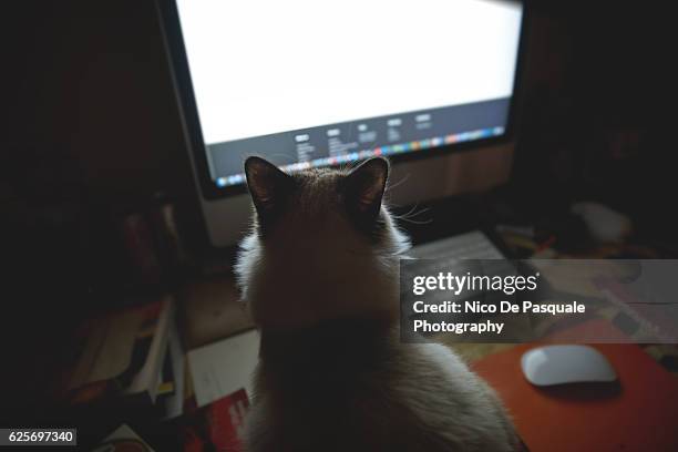 birman cat looking at computer - cat looking up stock pictures, royalty-free photos & images