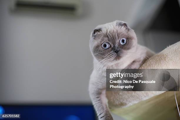 kitten playing - schotse-vouwoorkat stockfoto's en -beelden