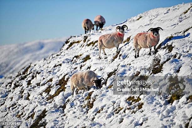 Sheep graze in the snow at the highest village on November 25, 2016 in Wanlockhead,Scotland. Widespread hard frost and patchy fog continues across...