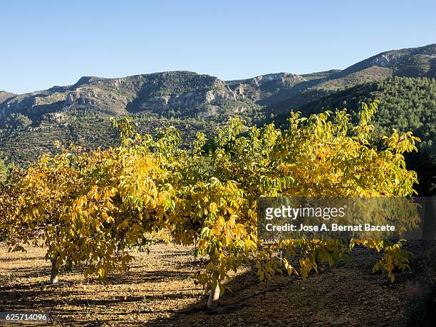 field of walnut trees  in lines in autumn, close to a few mountains - walnut farm stock pictures, royalty-free photos & images