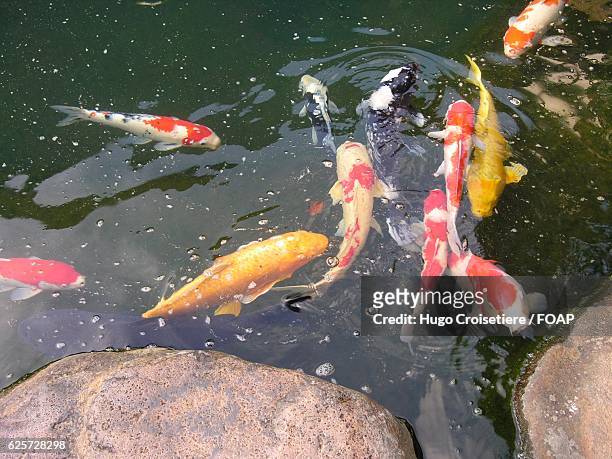 koi carp fish swimming in pond - yonago 個照片及圖片檔