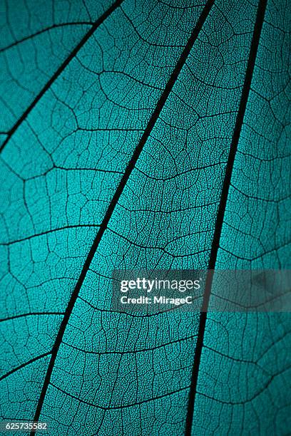 leaf vein skeleton macro cyan tone - leaf with veins stock-fotos und bilder