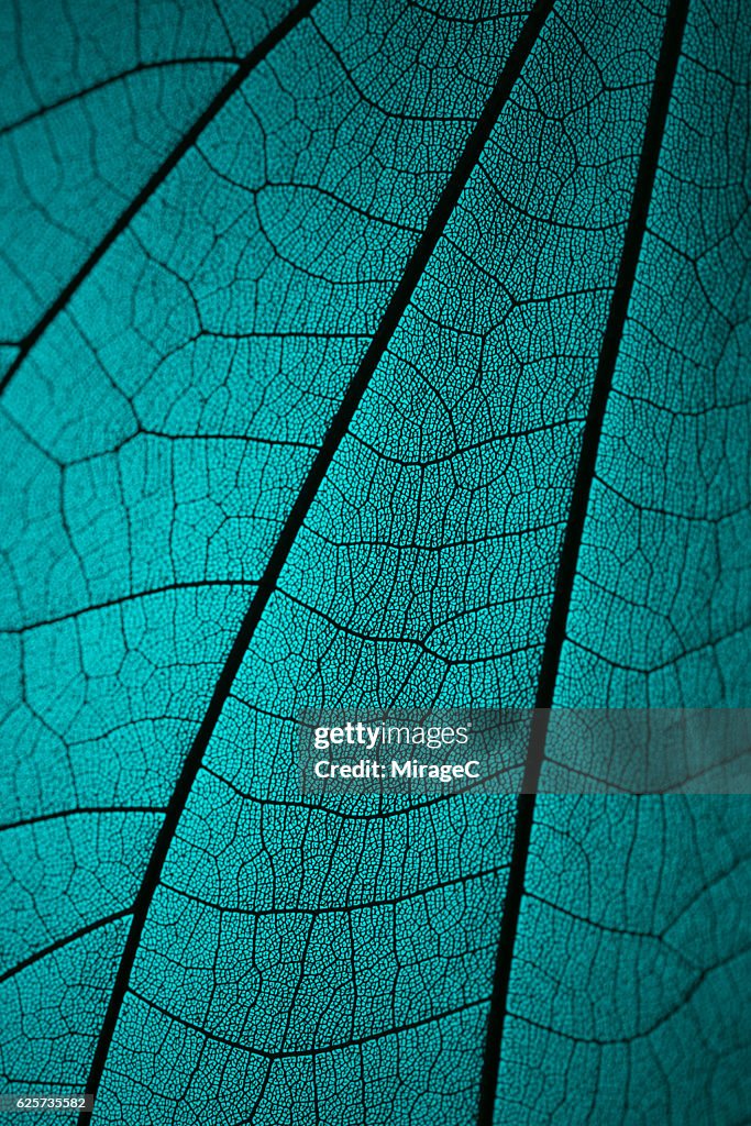Leaf Vein Skeleton Macro Cyan Tone