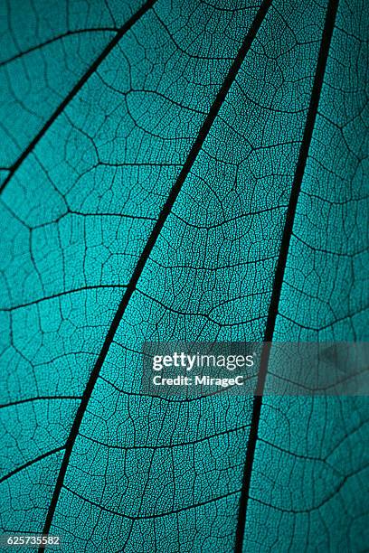 leaf vein skeleton macro cyan tone - leaf vein skeleton stock pictures, royalty-free photos & images