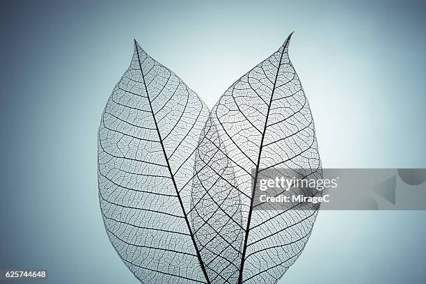 two leaf skeleton - leaf vein stock pictures, royalty-free photos & images