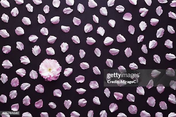 pink cherry blossom and petals - petal stock pictures, royalty-free photos & images