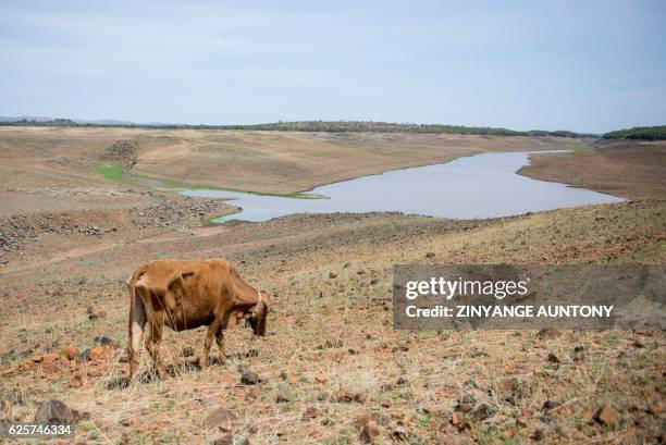Cow grazes in the dry area of the decommissioned Upper Ncema Dam which is now below 2 percent of its capacity on November 24, 2016 at Esigodini,...