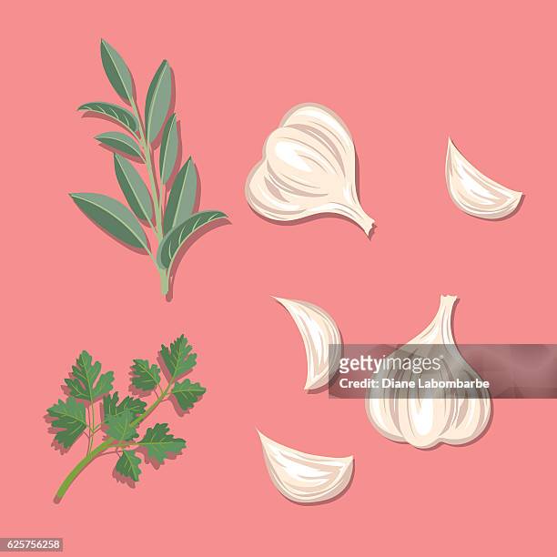 frische kräuter: knoblauch, salbei und petersilie - garlic stock-grafiken, -clipart, -cartoons und -symbole
