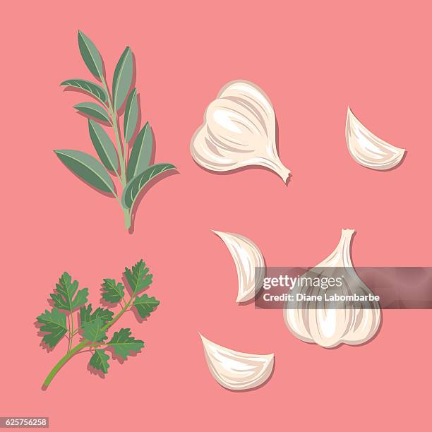 fresh herbs: garlic, sage and parsley - seasoning stock illustrations