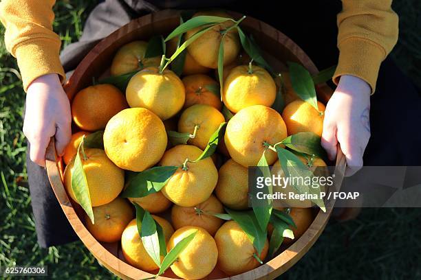 a person holding fresh tangerine in container - melbourne food stock pictures, royalty-free photos & images