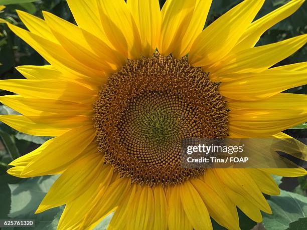close-up of sunflower - kansas sunflowers stock pictures, royalty-free photos & images