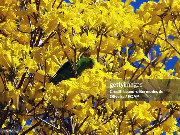 parrot perching on autumn tree - leandro bermudes stock pictures, royalty-free photos & images